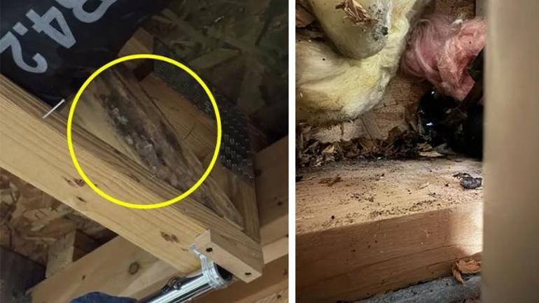 Milyonluk meskende saklı bomba! Fotoğrafla fark edildi: 'Her yere yayılmış, hastayım sandım' 5 milyonluk meskende sakli bomba fotografla fark edildi her yere yayilmis hastayim sandim 3
