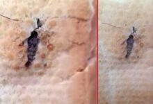 sirnakta mide bulandiran olay ekmegin icinden bocek cikti pDfvzXV5