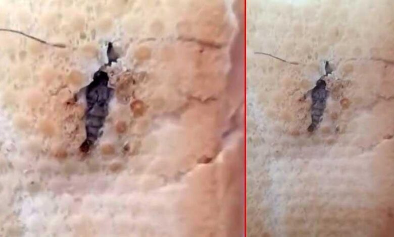 Şırnak'ta mide bulandıran olay! Ekmeğin içinden böcek çıktı 1 sirnakta mide bulandiran olay ekmegin icinden bocek cikti pDfvzXV5