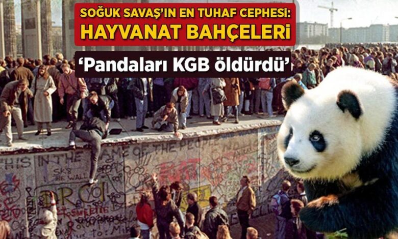 Soğuk Savaş'ın en tuhaf cephesi: Hayvanat bahçeleri! 'Pandaları KGB öldürdü' 1 soguk savasin en tuhaf cephesi hayvanat bahceleri pandalari kgb oldurdu 2u25ql6h