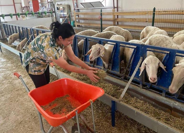 'Sütü kokar’ dediler, Merinos sürüsüyle talebe yetişemiyor! 2 yılda her şey değişti 2 sutu kokar dediler merinos surusuyle talebe yetisemiyor 2 yilda her sey degisti 0
