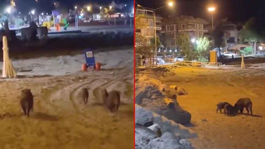 Tatil beldesinde şok manzara! Gören telefona sarıldı