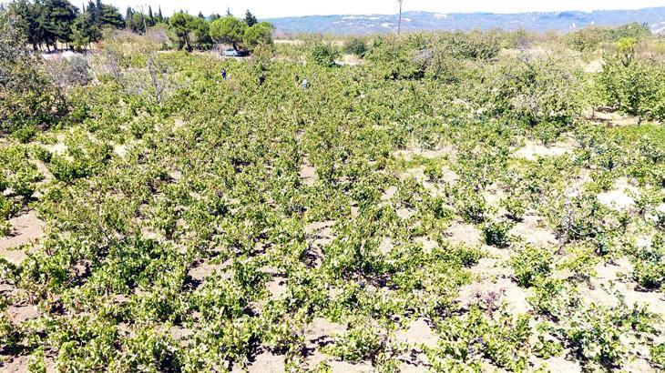 Tekirdağ'da kuraklık üzümü vurdu! Rekolte ve kalite kaybı... 1 tekirdagda kuraklik uzumu vurdu rekolte ve kalite kaybi psLNqqyU