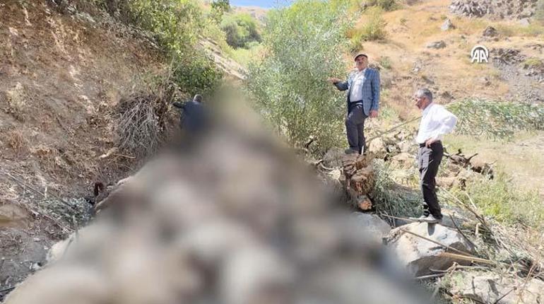 Uçurumdan atlayan bir koyunu 333 koyun takip etti! Çobanlar durduramadı 2 ucurumdan atlayan bir koyunu 333 koyun takip etti cobanlar durduramadi 0 PhraNFXQ