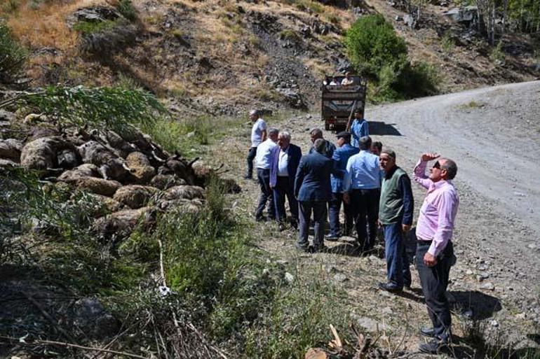 Uçurumdan atlayan bir koyunu 333 koyun takip etti! Çobanlar durduramadı 4 ucurumdan atlayan bir koyunu 333 koyun takip etti cobanlar durduramadi 2 8jO7wbsH