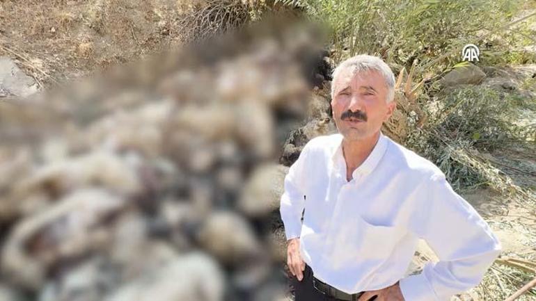 Uçurumdan atlayan bir koyunu 333 koyun takip etti! Çobanlar durduramadı 6 ucurumdan atlayan bir koyunu 333 koyun takip etti cobanlar durduramadi 4 rL2z25n4